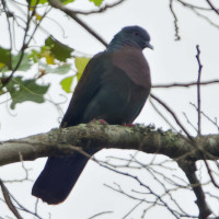 Bronze-naped Pigeon